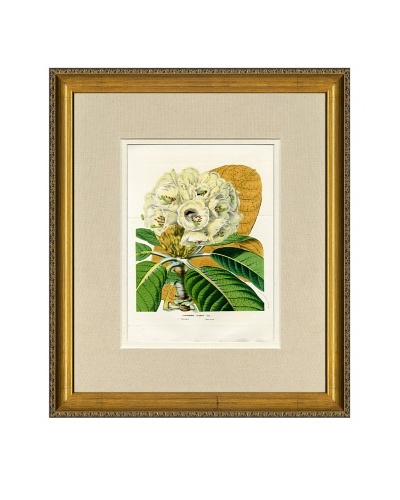 Vintage Print Gallery Antique Hand-Finished Rhododendron Print, Circa 1850’s