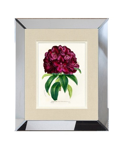 Vintage Print Gallery Antique Hand-Finished Rhododendron Print, Circa 1850's