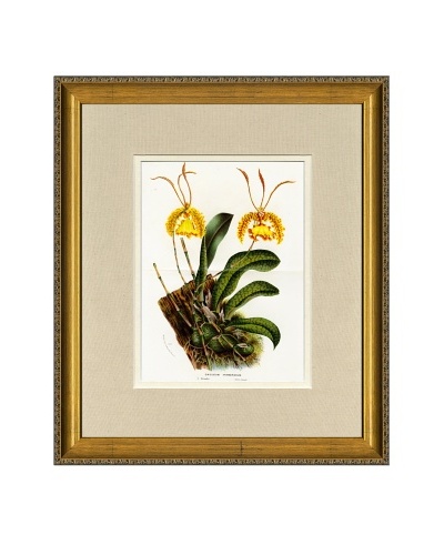 Vintage Print Gallery Antique Hand-Finished Oncidium Print, Circa 1850's