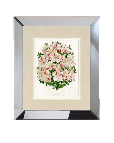 Vintage Print Gallery Antique Hand-Finished Azalea Print, Circa 1850’s