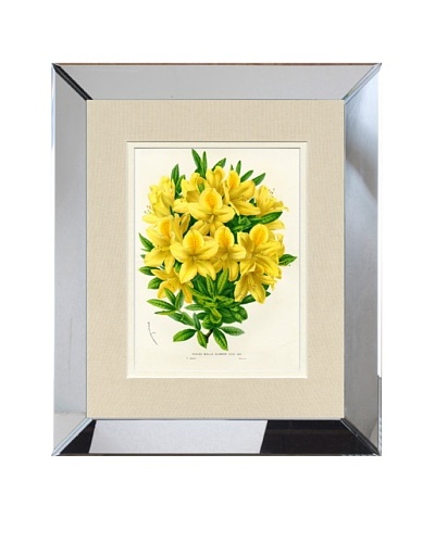 Vintage Print Gallery Antique Hand-Finished Azalea Print, Circa 1850’s