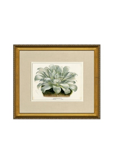 Vintage Print Gallery Antique Hand-Finished Echeveria Print, Circa 1850's