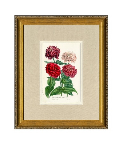 Vintage Print Gallery Antique Hand-Finished Zinnia Print, Circa 1850’s