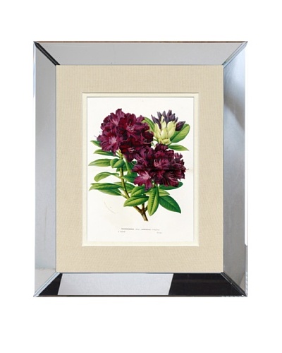 Vintage Print Gallery Antique Hand-Finished Rhododendron Print, Circa 1850’s