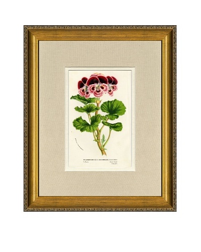 Vintage Print Gallery Antique Hand-Finished Pelargonium Print, Circa 1850's