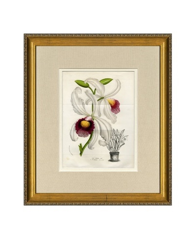 Vintage Print Gallery Antique Hand-Finished Laelia Print, Circa 1850's