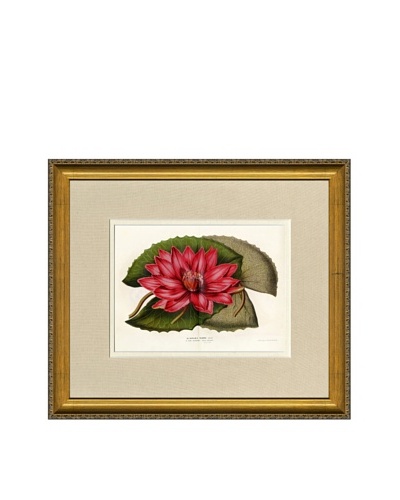 Vintage Print Gallery Antique Hand-Finished Nymphaea Rubra Print, Circa 1850’s