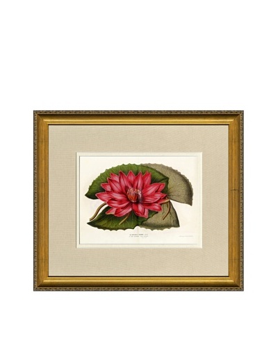 Vintage Print Gallery Antique Hand-Finished Nymphaea Rubra Print, Circa 1850's