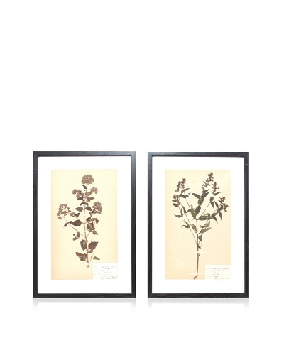 Herbarium Prints, C. 1930, Pair