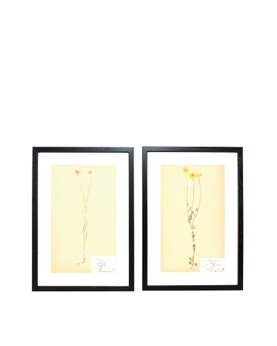 Herbarium Prints, C. 1930, Pair