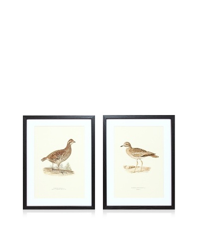 Wright Brothers Bird Prints, C. 1920, Pair