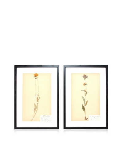 Herbarium Prints, C. 1930, Pair