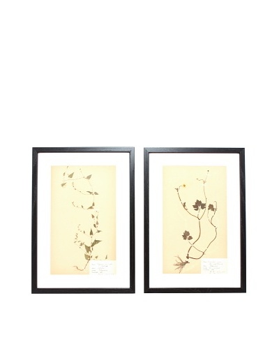 Herbarium Prints, C. 1930, Pair