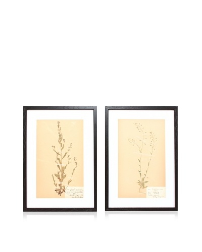 Herbarium Prints, C. 1930, Pair