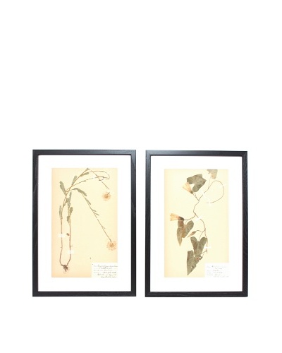 Herbarium Prints, C. 1930, Pair