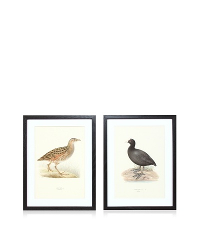 Wright Brothers Bird Prints, C. 1920, Pair