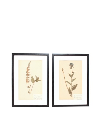 Herbarium Prints, C. 1930, Pair