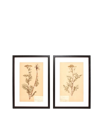 Herbarium Prints, C. 1930, Pair