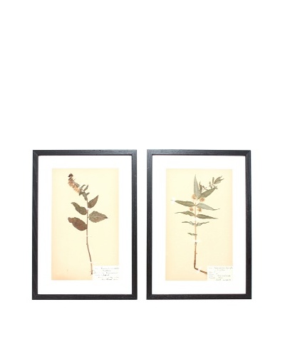 Herbarium Prints, C. 1930, Pair