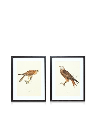 Wright Brothers Bird Prints, C. 1920, Pair