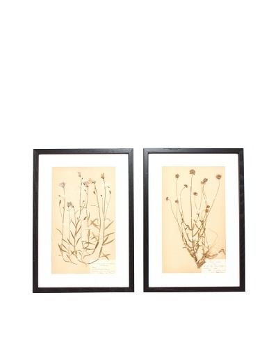 Herbarium Prints, C. 1930, Pair