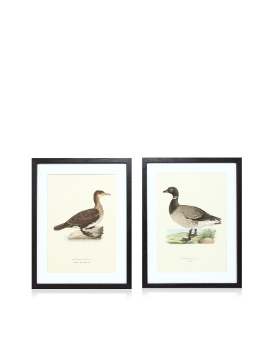 Wright Brothers Bird Prints, C. 1920, Pair