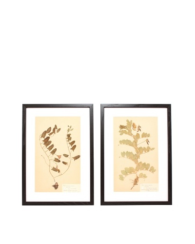 Herbarium Prints, C. 1930, Pair