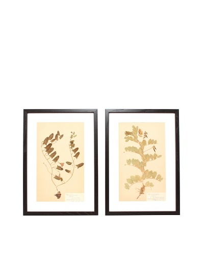 Herbarium Prints, C. 1930, Pair