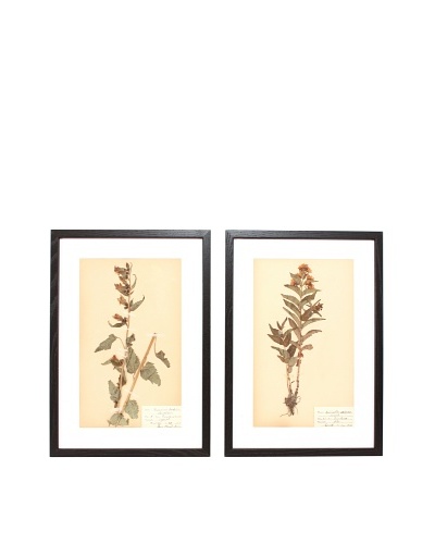 Herbarium Prints, C. 1930, Pair