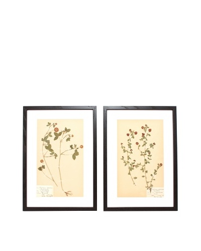 Herbarium Prints, C. 1930, Pair