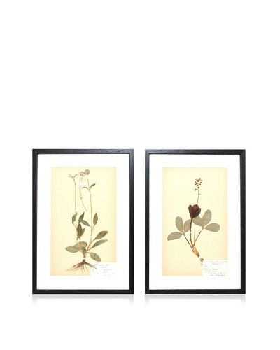 Herbarium Prints, C. 1930, Pair