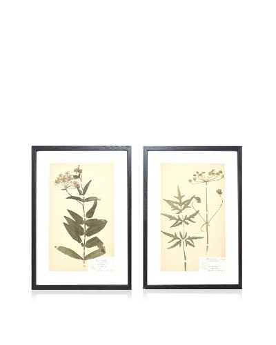 Herbarium Prints, C. 1930, Pair