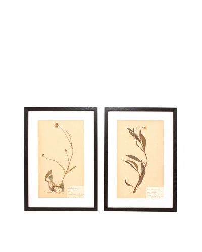 Herbarium Prints, C. 1930, Pair