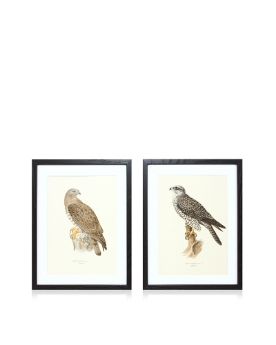 Wright Brothers Bird Prints, C. 1920, Pair