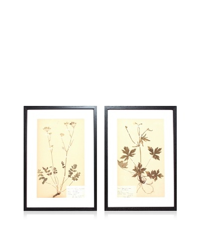 Herbarium Prints, C. 1930, Pair