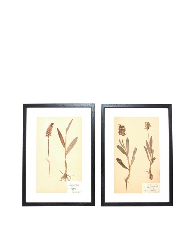 Herbarium Prints, C. 1930, Pair