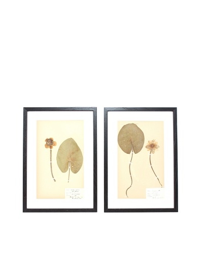 Herbarium Prints, C. 1930, Pair