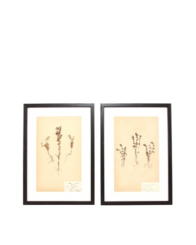 Herbarium Prints, C. 1930, Pair