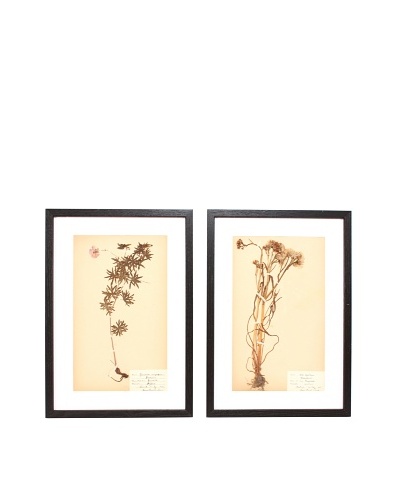 Herbarium Prints, C. 1930, Pair