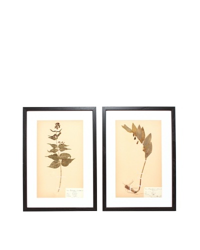 Herbarium Prints, C. 1930, Pair