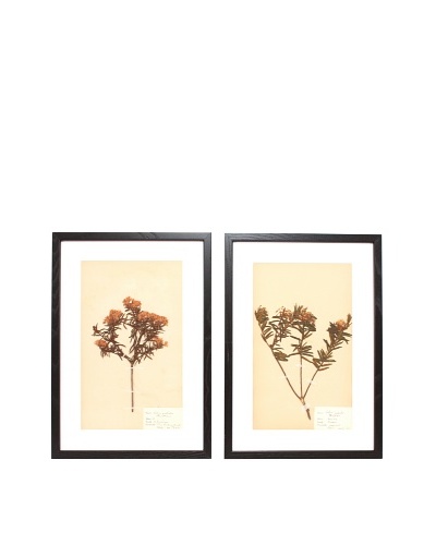 Herbarium Prints, C. 1930, Pair