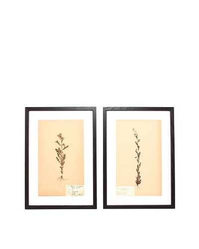 Herbarium Prints, C. 1930, Pair