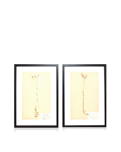 Herbarium Prints, C. 1930, Pair