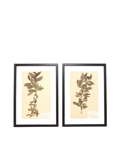 Herbarium Prints, C. 1930, Pair