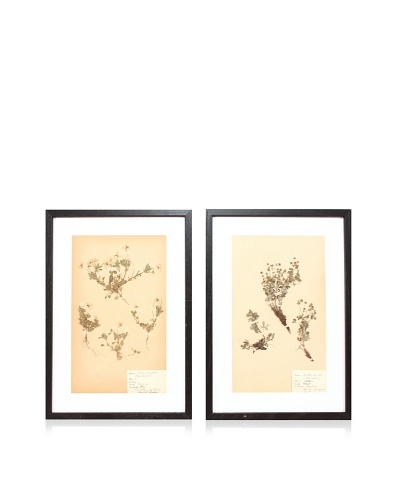 Herbarium Prints, C. 1930, Pair