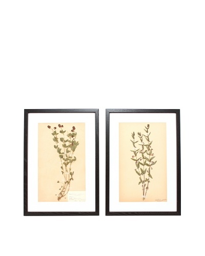 Herbarium Prints, C. 1930, Pair