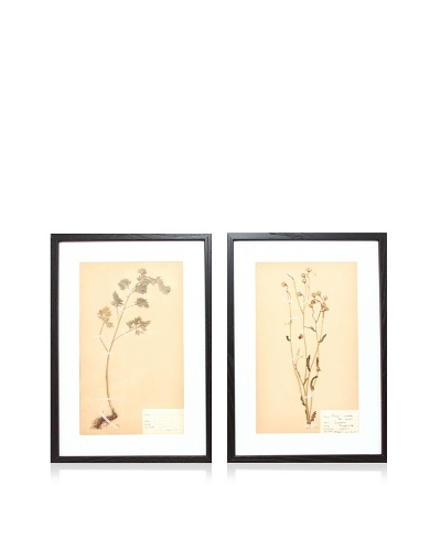 Herbarium Prints, C. 1930, Pair