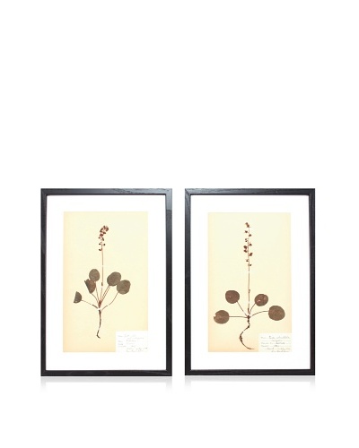 Herbarium Prints, C. 1930, Pair