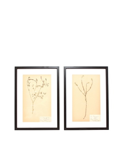 Herbarium Prints, C. 1930, Pair