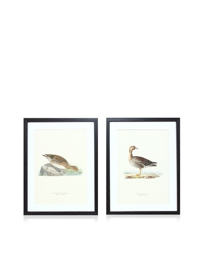 Wright Brothers Bird Prints, C. 1920, Pair